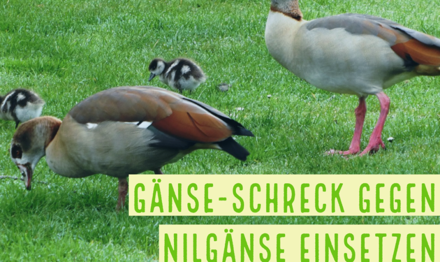 Gänse-Schreck gegen Nilgänse einsetzen