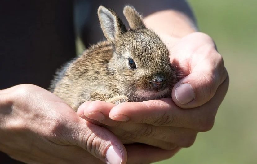 Wieviele Tierschutzfonds-Anträge wurden gestellt und bewilligt?