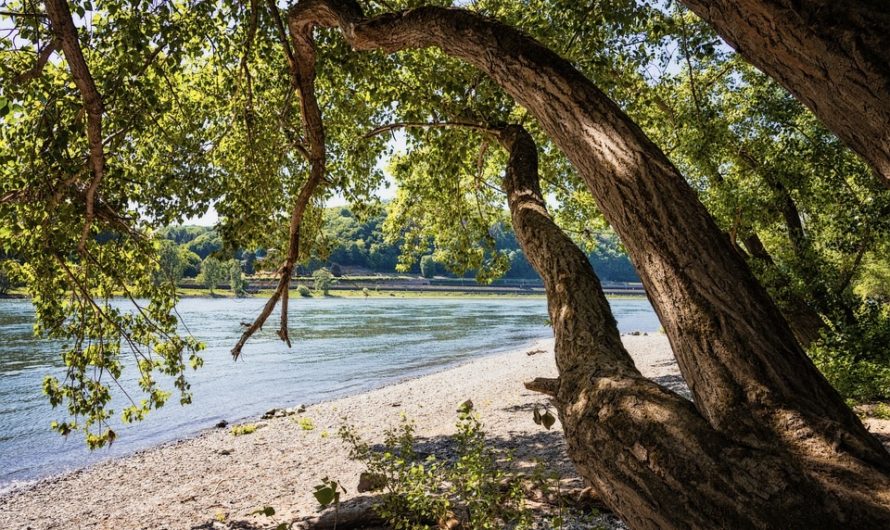 BBR Lindenhof und Neckarau: Stellungnahme zur „Rheindamm-Sanierung“