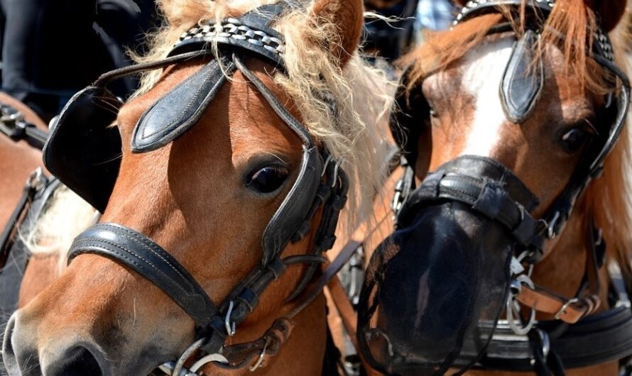 Kein Ponyreiten auf Weihnachts- oder Jahrmarkt