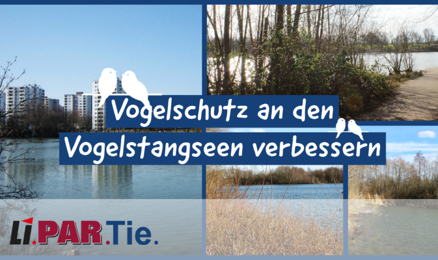 Vogelschutz an den Vogelstangseen verbessern