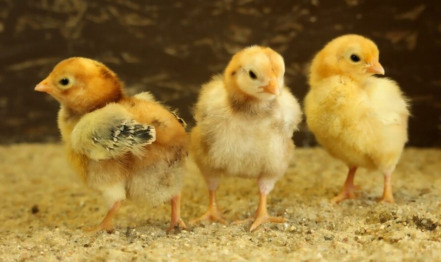 Umgang mit männlichen Hühnerküken in Mannheim