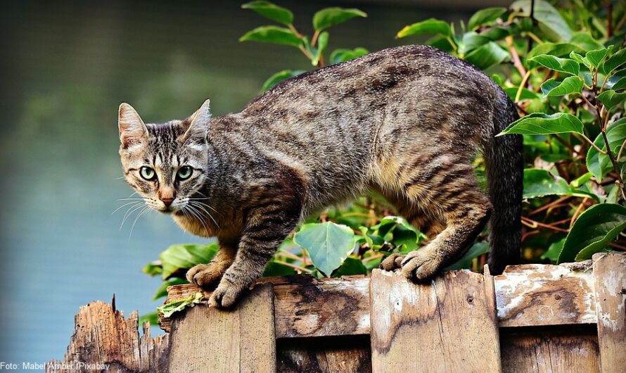 Kastrationspflicht in der Katzenschutzverordnung