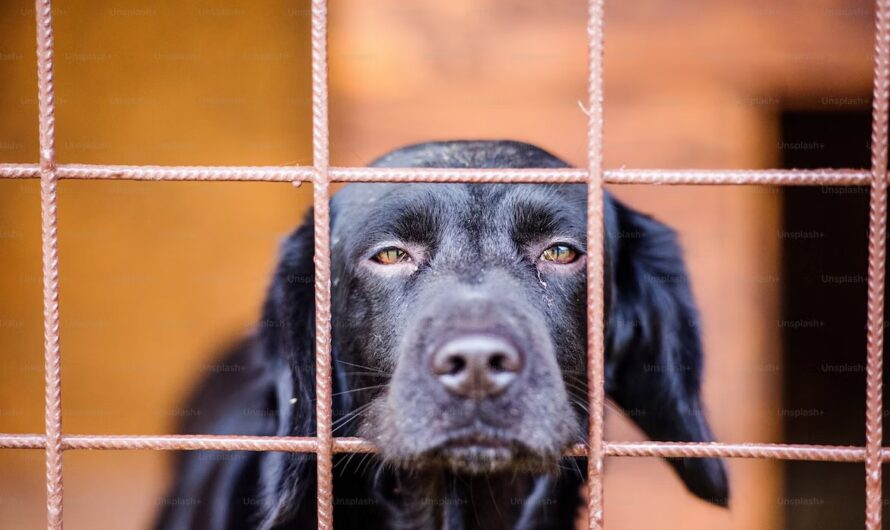Entwicklung Steuerbefreiung für Tierheim-Hunde