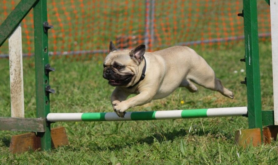 Zuständigkeit für Hundesport bei der Stadt Mannheim