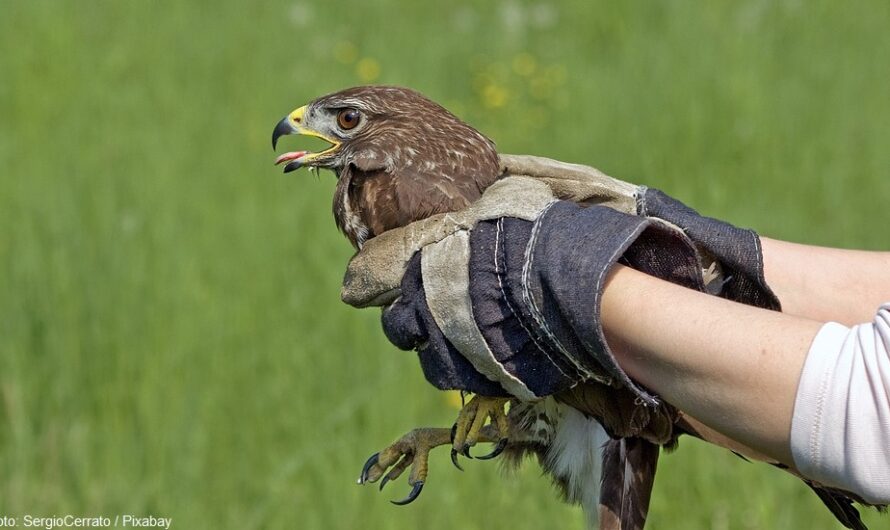 Vertrag gekündigt, wie wird Tierrettung gewährleistet?